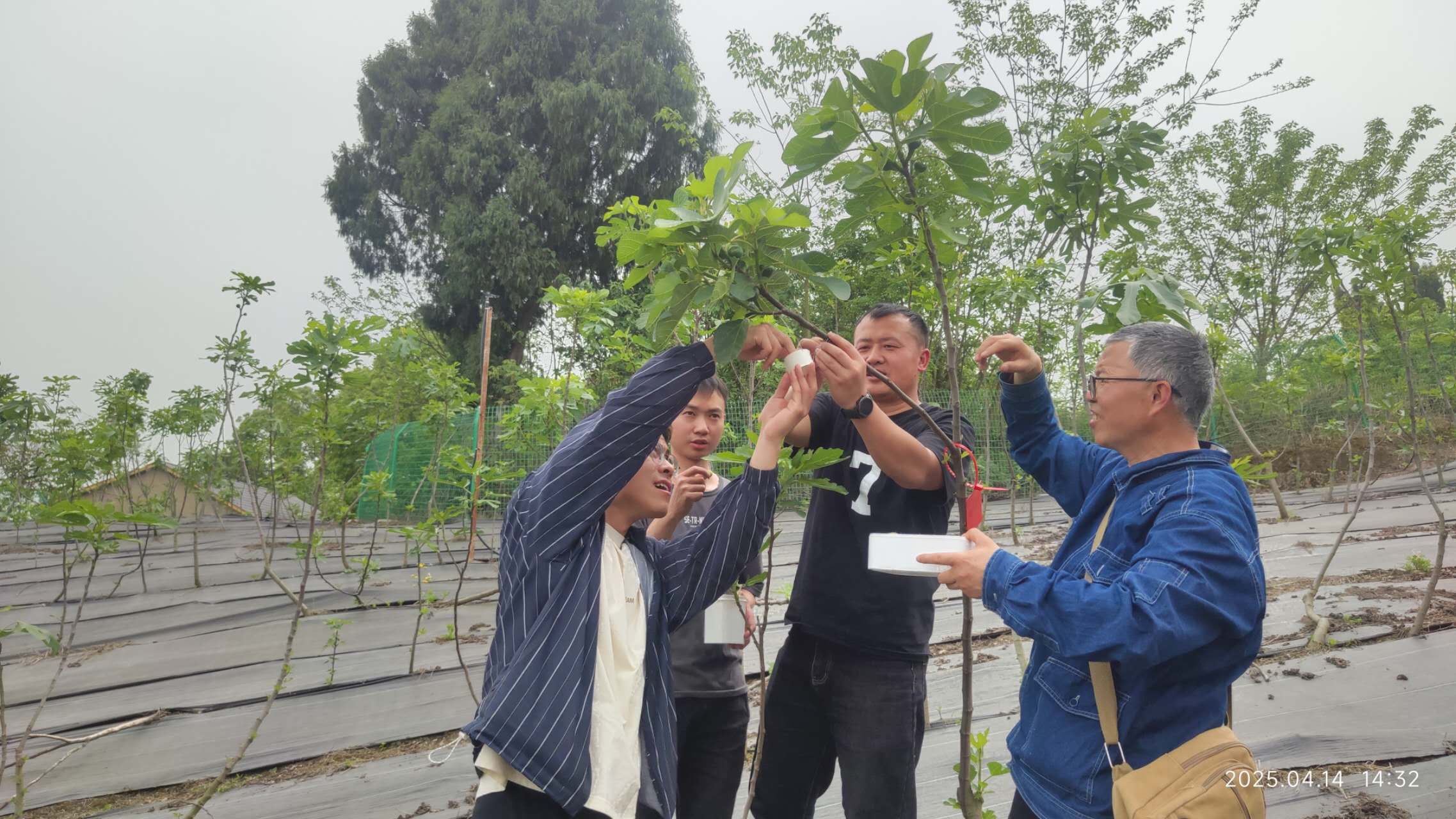  威远县无花果产业融合发展示范园项目—无花果各国品种载种示范区—无花果基地内部道路建设、山坪塘整治项目-监理单位采购项目 竞争性谈判公告