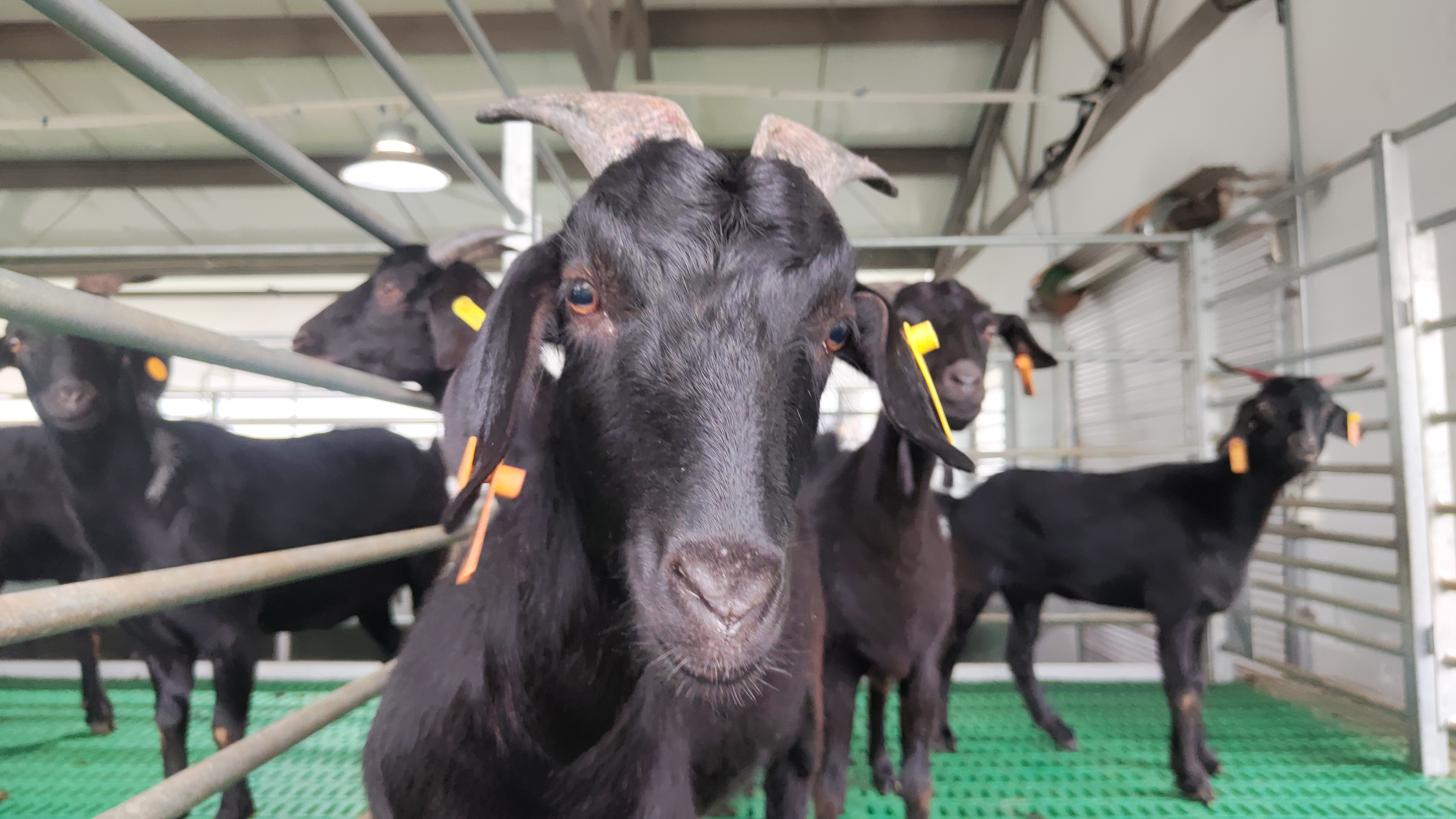 四川远歌农业集团有限公司关于公开招聘员工（2022年第二批次） 面试成绩的公告